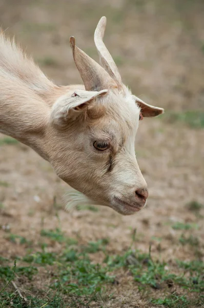 Zabawny Portret Kozy Łące — Zdjęcie stockowe