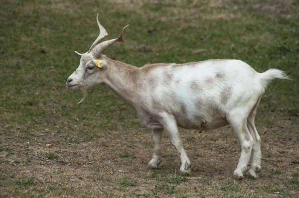 Porträtt Geten Stående Äng — Stockfoto