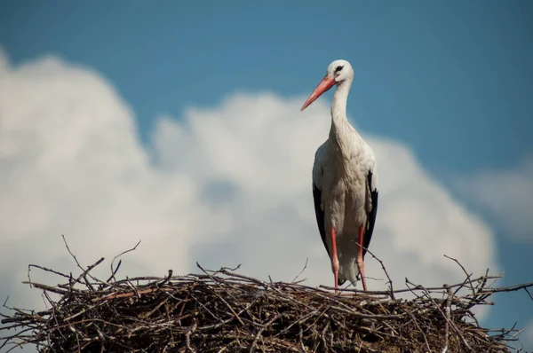Porträt Eines Storchs Der Nest Auf Dem Dach Vor Blauem — Stockfoto