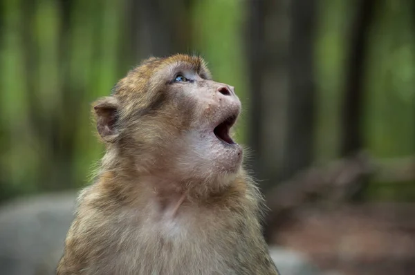 Portrait Jeunes Macaques Expressifs Dans Forêt — Photo