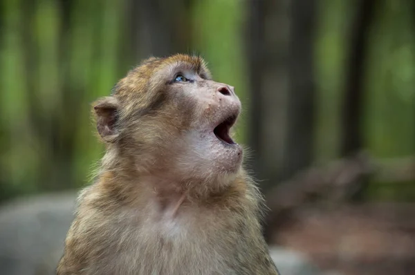 Portrait Young Expressive Macaque Forest — Stock Photo, Image