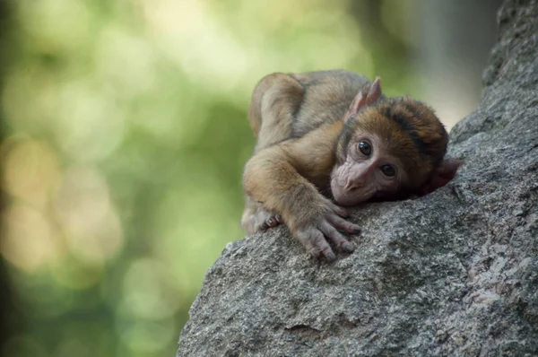 Retrato Macaco Joven Expresivo Sobre Roca Bosque — Foto de Stock