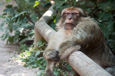 Ormanın içinde ahşap çit üzerinde eski ifade makak portresi