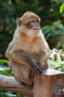 Ormanın içinde ahşap çit oturan genç ifade makak portresi