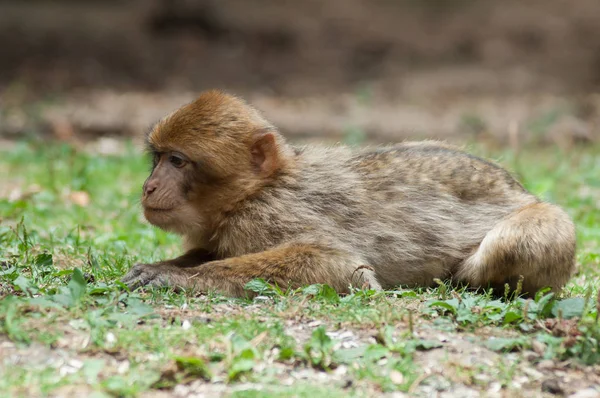Retrato Macaco Jovem Floresta — Fotografia de Stock