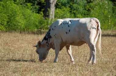 siyah ve beyaz inek bir çayırda otlatma portre