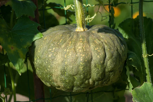 Closeup Green Pumpkin Green House — Stock Photo, Image