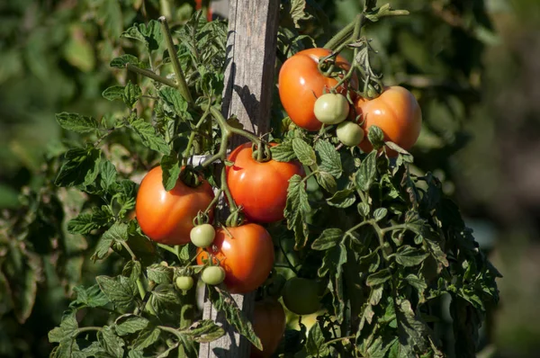 Gros Plan Tomates Dans Une Serre — Photo