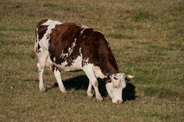 Retrato Vaca Marrón Blanca Pastando Prado —  Fotos de Stock