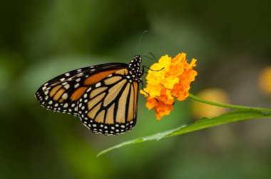 turuncu lantana tropikal yeşil bir evde güzel kelebeği closeup