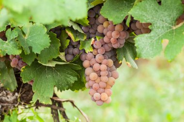 kırmızı üzüm sonbahar bağ içinde closeup 