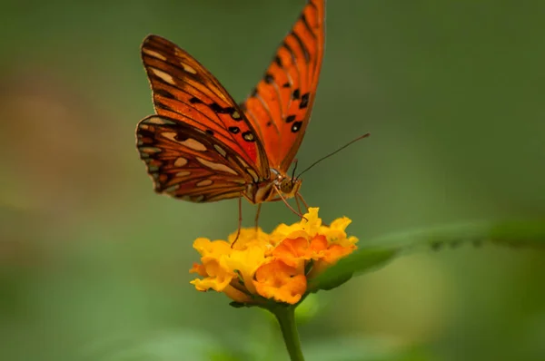 Close Borboleta Laranja Lantana Laranja Uma Casa Verde Tropical — Fotografia de Stock