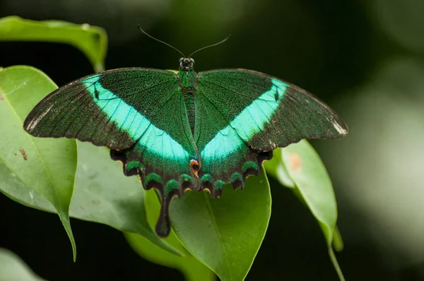 Primer Plano Mariposa Verde Azul Hoja Invernadero Tropical — Foto de Stock