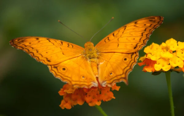 Close Borboleta Laranja Lantana Laranja Uma Casa Verde Tropical — Fotografia de Stock