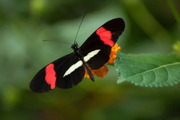 Nahaufnahme Eines Roten Und Schwarzen Schmetterlings Auf Orangefarbener Lantana Einem — Stockfoto