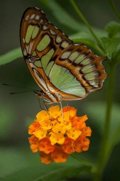 Close Borboleta Laranja Lantana Laranja Uma Casa Verde Tropical — Fotografia de Stock