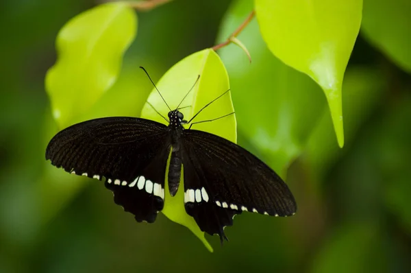 Close Borboleta Preta Folhas Ficus Uma Casa Verde Tropical — Fotografia de Stock