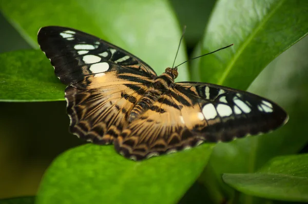 Close Borboleta Bonita Folhas Tropicais Uma Casa Verde — Fotografia de Stock