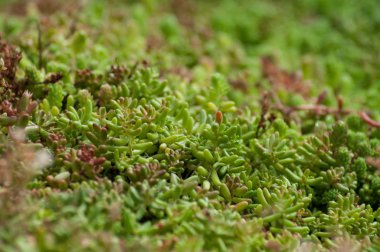 etli bitki doku kamu bahçe içinde closeup