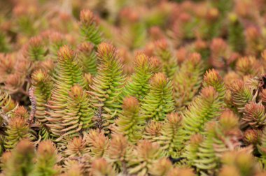 kamu bahçe - bahçedeki reflexum - etli bitki closeup sarı yastık