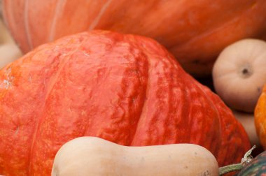 kabaklar çeşitler piyasada closeup