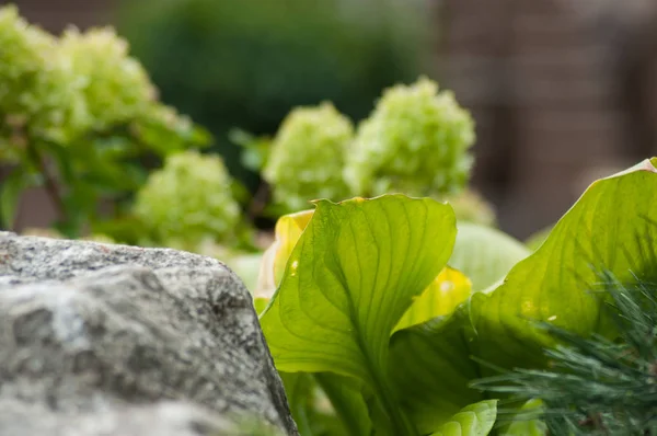 Primer plano de hosta hojas y rocas en un jardín público — Foto de Stock