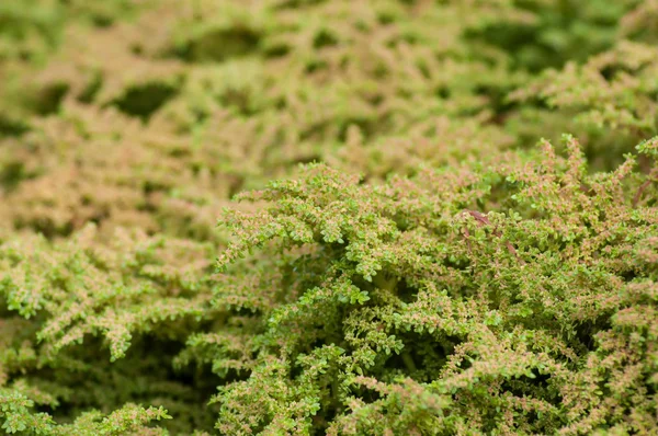 Pilea Muscosa Bir Kamu Bahçe Içinde Closeup — Stok fotoğraf