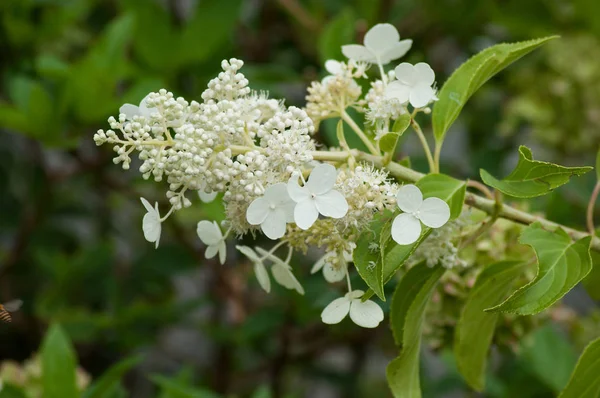 Vértes Fehér Hortensia Egy Nyilvános Kertben — Stock Fotó