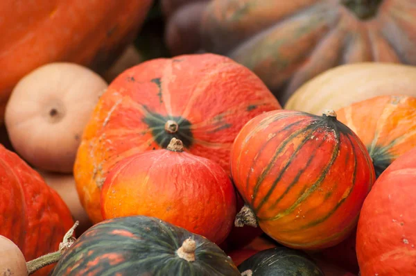 Primer Plano Del Surtido Calabazas Mercado —  Fotos de Stock