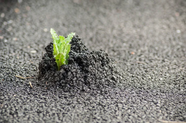 closeup of plant growing through the road - force of nature concept  