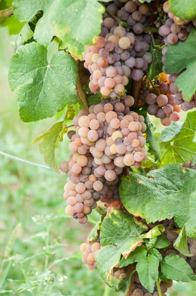 Gros Plan Raisin Rouge Dans Vignoble Automnal — Photo