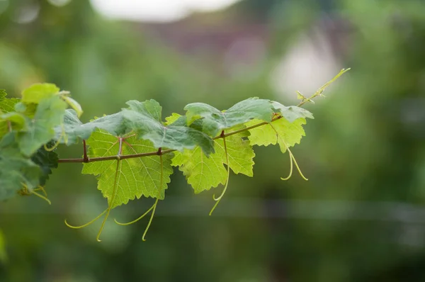 Närbild Vinblad Vingård — Stockfoto