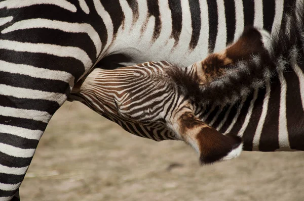 Portret Mała Zebra Matką Sawannie — Zdjęcie stockowe