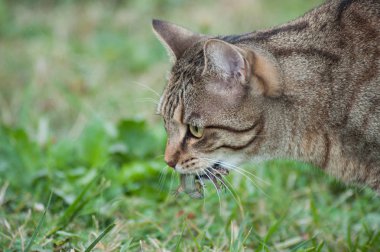 gri kedi kertenkele ağız bahçe ile portresi 