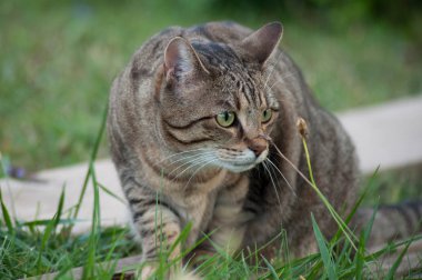gri kedi bakmanın portre bir bahçede avlar 