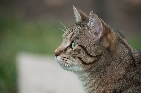 Gri Kedi Bakmanın Portre Bir Bahçede Avlar — Stok fotoğraf