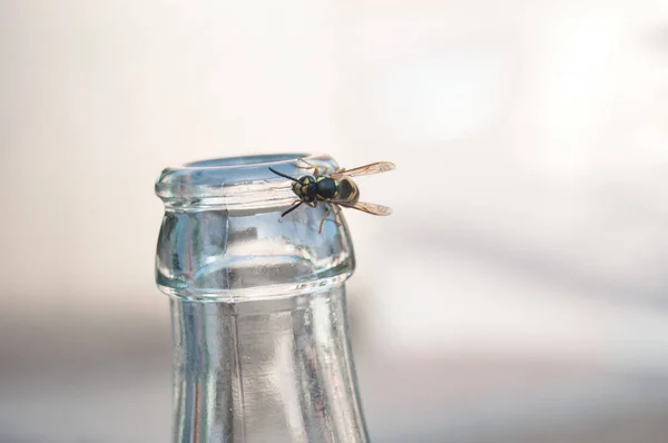Closeup Wasp Glass Bottle Bar Terrace — Stock Photo, Image