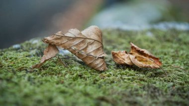 moss ormandaki sonbahar akçaağaç closeup yaprak