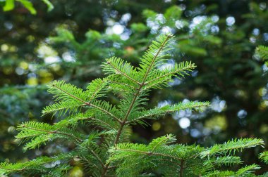 köknar dalı ormanın içinde closeup