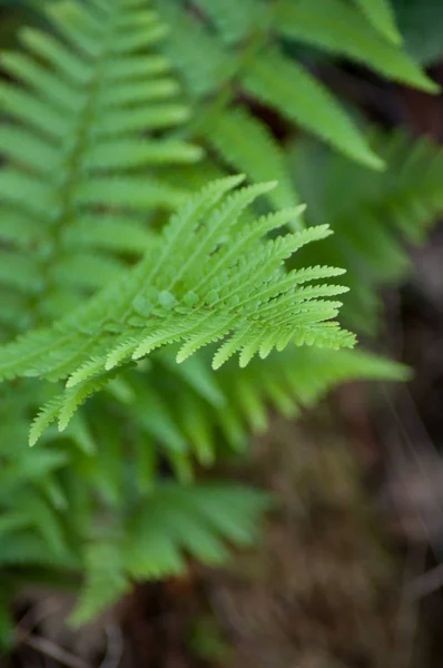 Closeup Fern Leaves Forest — Stock Photo, Image
