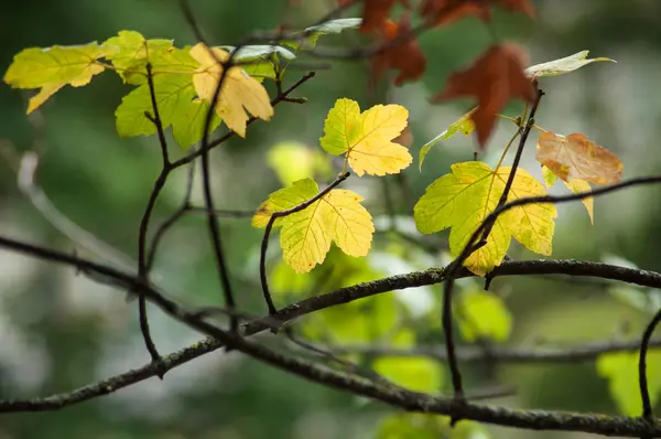 Zbliżenie Jesiennych Klon Drzewo Gałąź Rzece Niewyraźne Tło — Zdjęcie stockowe