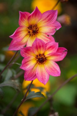 bir kamu bahçe içinde pembe dahlia closeup