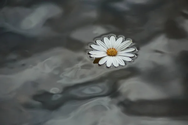 closeup of daisy floating in the water