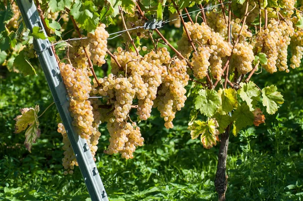 Gros Plan Raisin Blanc Dans Vignoble Automnal — Photo