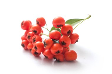 beyaz zemin üzerine kırmızı ateş dikeni çilek portre