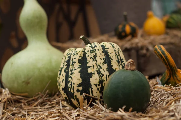 Primer Plano Varias Calabazas Para Decoración Halloween —  Fotos de Stock