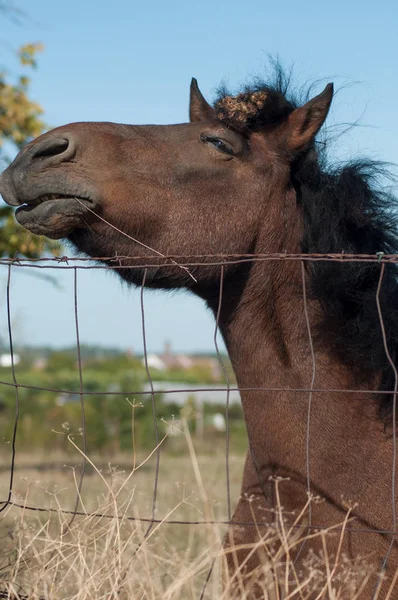portrait of brown horse near metallic fence in a meadow