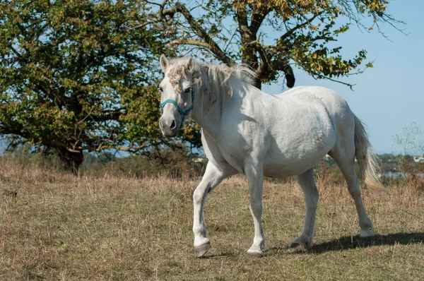 Retrato Caballo Blanco Pastando Prado — Foto de Stock