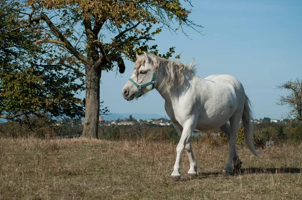 Portrait Pâturage Chevaux Blancs Dans Une Prairie — Photo