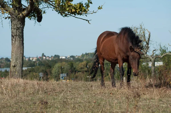棕色马在草地上放牧的画像 — 图库照片